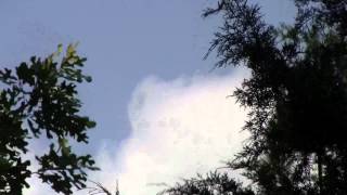 WIND IN TREES CLOUDS IN SKY