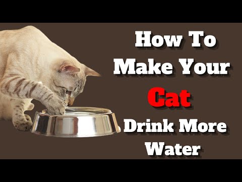 How To Encourage Your Cat To Drink More Water | 11 Helpful Tips