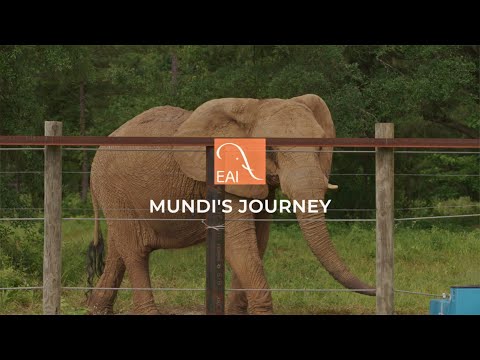 Mundi's Journey