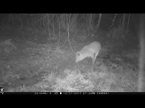 ZwarteBeek Koersel oudejaar2017