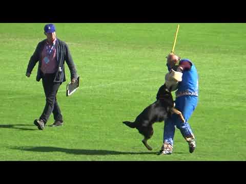 2019 WUSV WM in Modena 28 CAN‐5 DAN WATERS  ECKO VON DAECHSEL C85