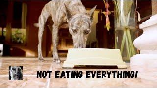 My Dog is Not Eating All Her Food - Robert Cabral Dog Training Video