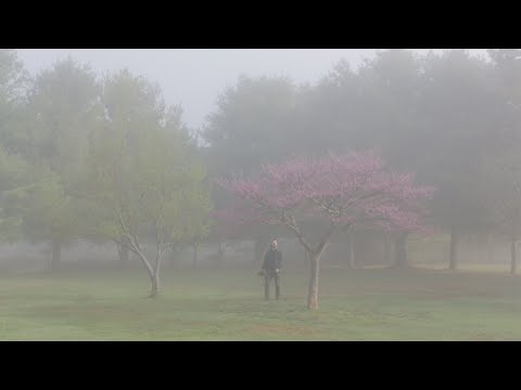 How to Prune an Eastern Redbud