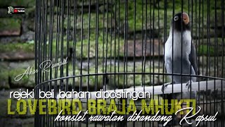 Download lagu LOVEBIRD KONSLET BRAJA MUKTI UNTULAN PAUD ( DIKAPSUL) mp3