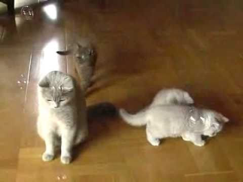 Kuld 4 født 2008 - 4 killinger