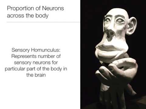 Intro to Psych:  2.1 Biology of the Brain