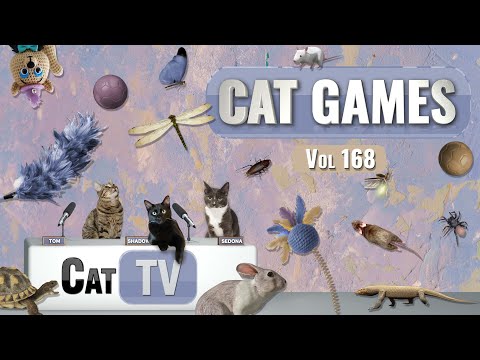 CAT Games | Ultimate Cat TV Compilation Vol 168 | 8 HOURS  🐝🐞🦋🦎🦜🐜🐭🧵