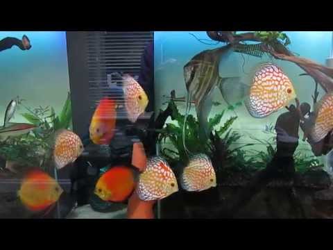 Planted Discus Aquarium with relaxing music