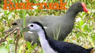 Download lagu Suara pikat burung Mandar duet Ruak-ruak mp3