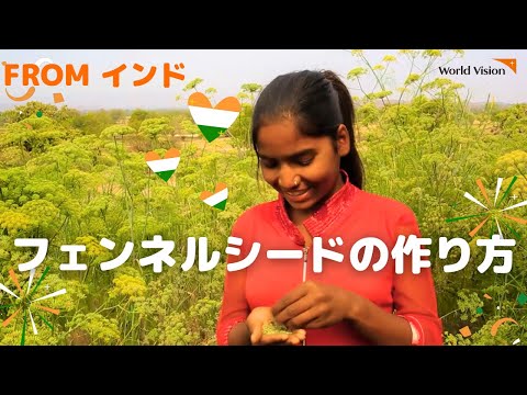 スパイス入りフェンネル 植物