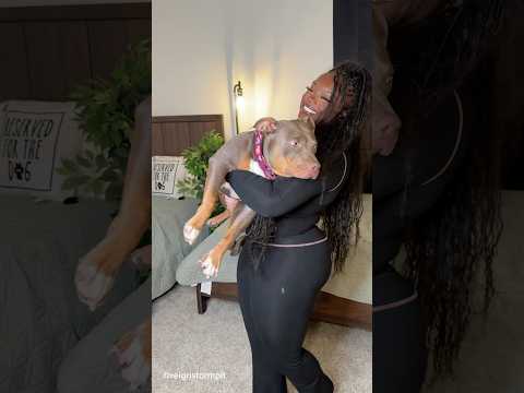 How Big My Dogs Are Compared To Me . #dogs #dogsofyoutube #pitbull #xlbully #shorts #viral #cute