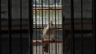 Download lagu Trucukan Gacor Full Ngriwik #trucukan #trucukangacor mp3