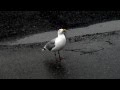 Seagull Calling