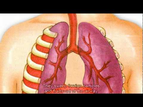 Slimming System para sa isang buwan Pagkain sa araw-araw na diyeta para sa isang buwan upang mawala ang timbang sa 20 kg