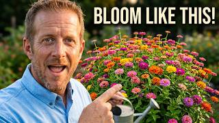 Zinnias Won't Stop Blooming If You Do This