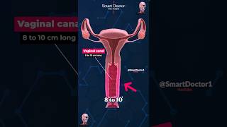 Download lagu How Long Is the Vaginal Canal? ✨‍♀️ mp3