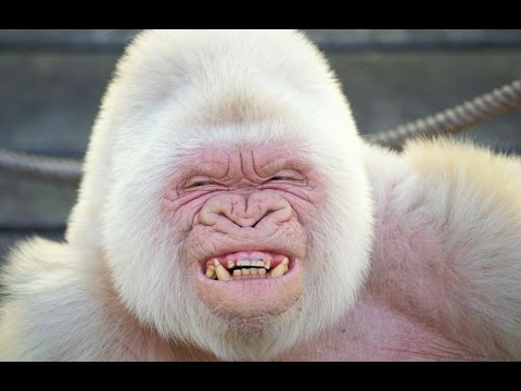 Chinese Astrology: Metal Monkey