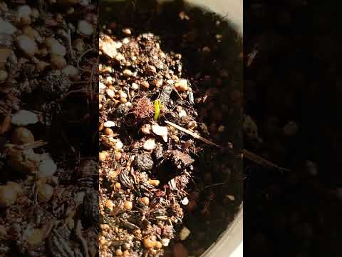 芳香植物キッチンカルチャー-オレガノ-ガーデニング