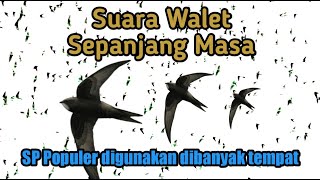 Download lagu Suara Walet Sepanjang Masa mp3