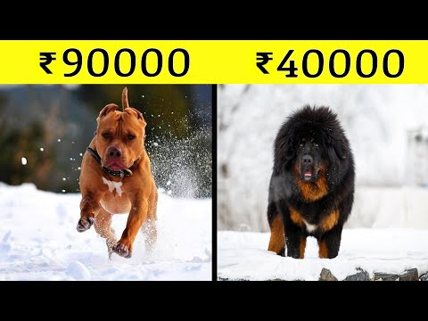 भारत मे 10 सबसे महंगे डॉग ब्रीड्स | Most Expensive Dog Breeds in India (2020)