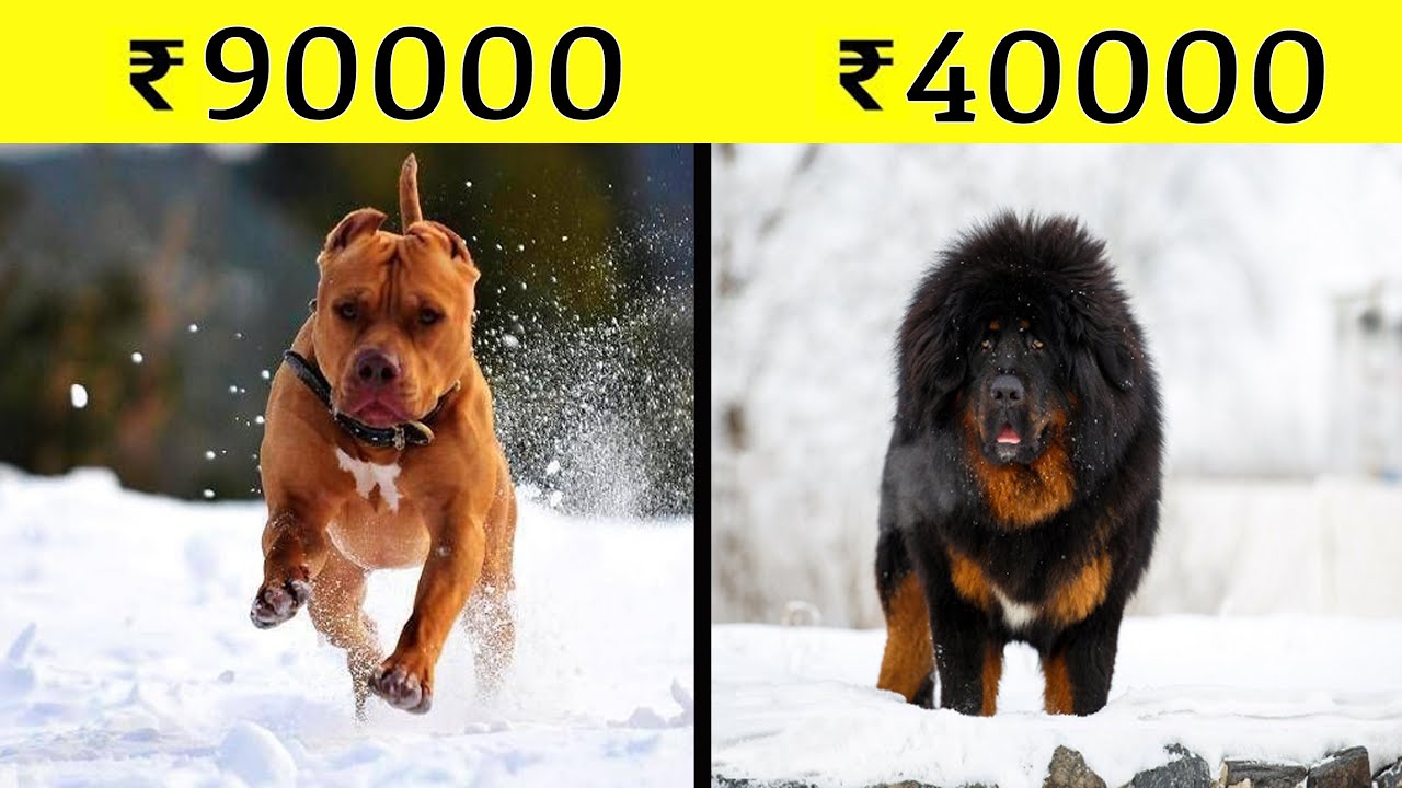 <h1 class=title>भारत मे 10 सबसे महंगे डॉग ब्रीड्स | Most Expensive Dog Breeds in India (2020)</h1>
