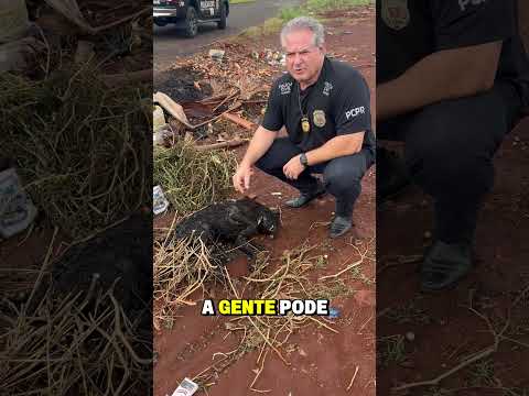 🚨 CRIME CHOCA CAMBARÁ: HOMEM É PRESO APÓS MATAR E QUEIMAR CACHORRO