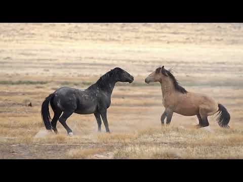 How Wild Horses Shape Their Ecosystems