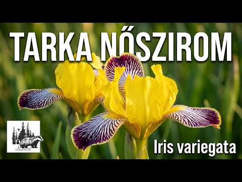 Tarka nőszirom