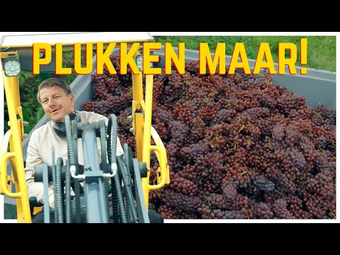 Plukken maar | Seizoen 2 | Aflevering 4