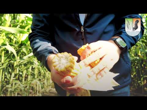 Beurteilung der Abreife im Mais