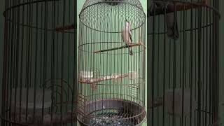 Download lagu kapasan nembak joss#kicau881 mp3