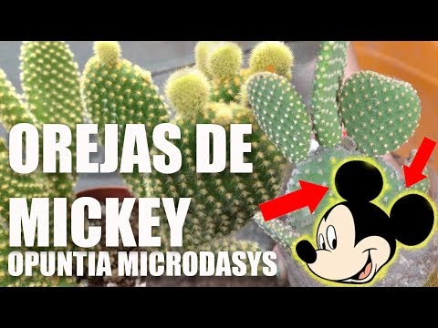 ✿✿ OREJAS DE MICKEY -  OPUNTIA MICRODASYS - REPRODUCCION ✿✿