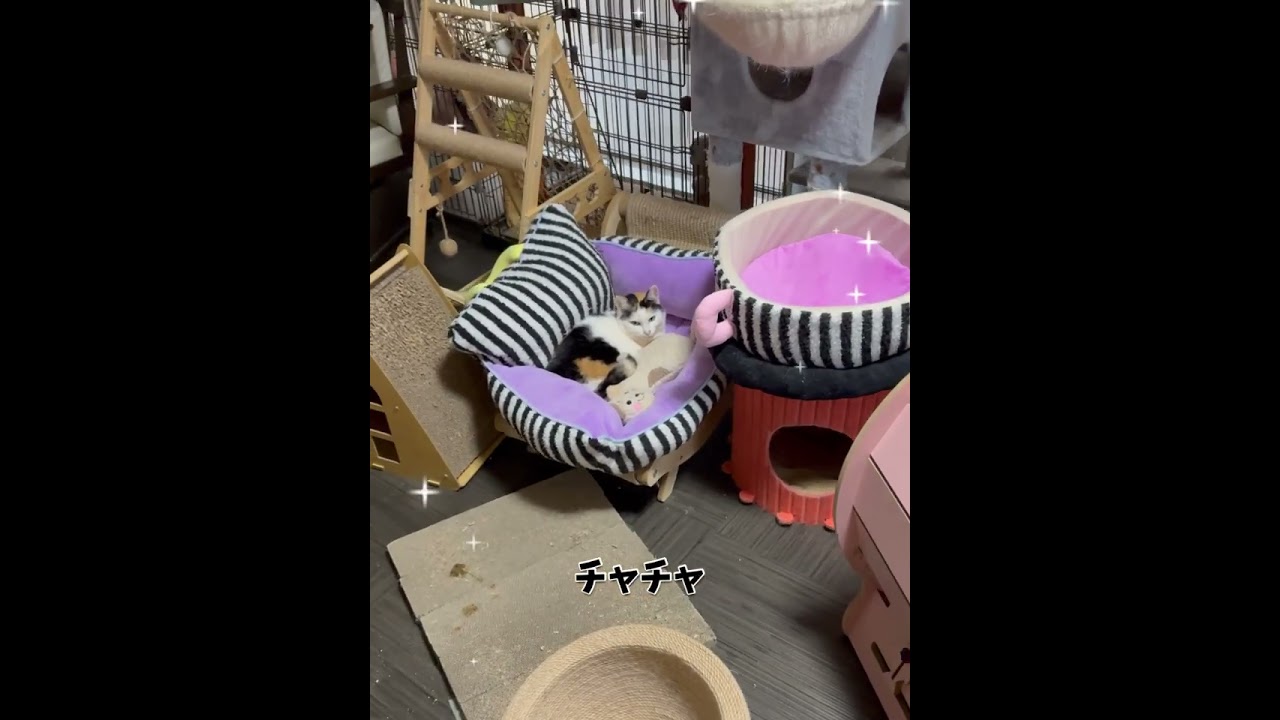 #ショート#ショートバージョン#チャチャちゃん珍しい