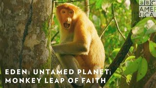 Monkey Leap of Faith: ‘Eden: Untamed Planet’ Sneak Peek 🐒 Premieres July 24 on BBC America & AMC