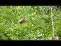 A Bear at Jenny Lake Hike to Hidden Falls