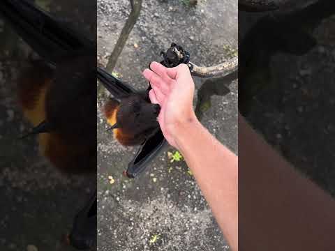 When a Flying Fox Gets Too Friendly #wildlife #animals #bat #bali