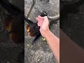When A Flying Fox Gets Too Friendly Wildlife Animals Bat Bali
