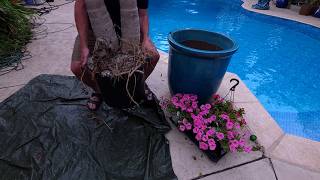 Planting Zesty Cannas || Potting Palm Trees || Huge Hanging Basket and Ginger Potting