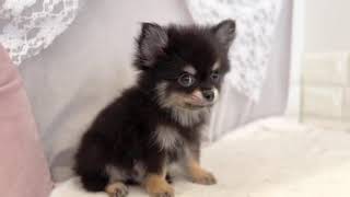 ハーフ犬の動画01