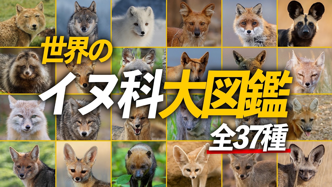 全種解説！ 世界のイヌ科大図鑑