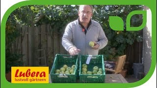 Zchtung von Golden Delicious-Verwandten 'Bionda Bella' und 'Bionda Marylin'