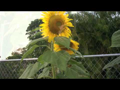 Sunflowers /Michael Bianco