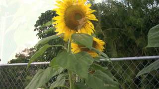 Sunflowers /Michael Bianco