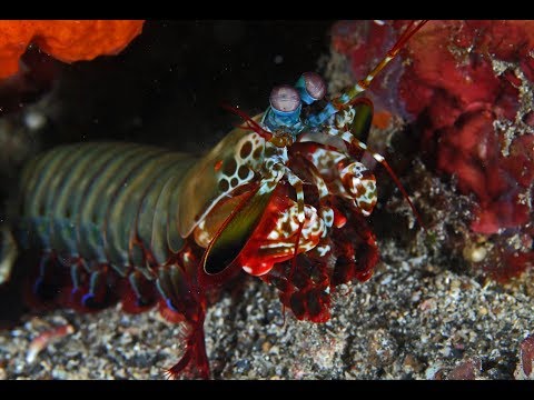 Diving North Sulawesi by Peter Celko