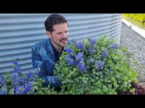 Ajuga Princess Elsa @ Area 51