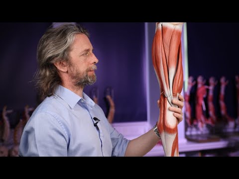 Introduction to lower limb muscles anatomy