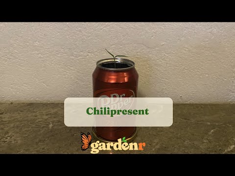 Chilipresent - Trädgårdshacks med GardenR