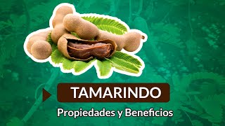 Beneficios y Propiedades del Tamarindo