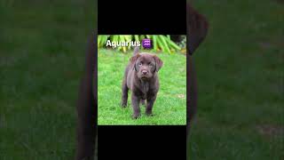 Your zodiac sign your dog!