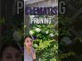 The Easy Way To Know How To Prune Your Clematis Gardening